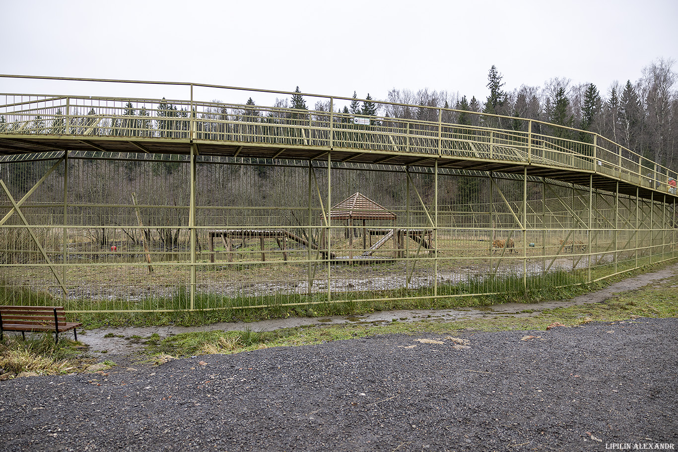 Парк львов Земля Прайда