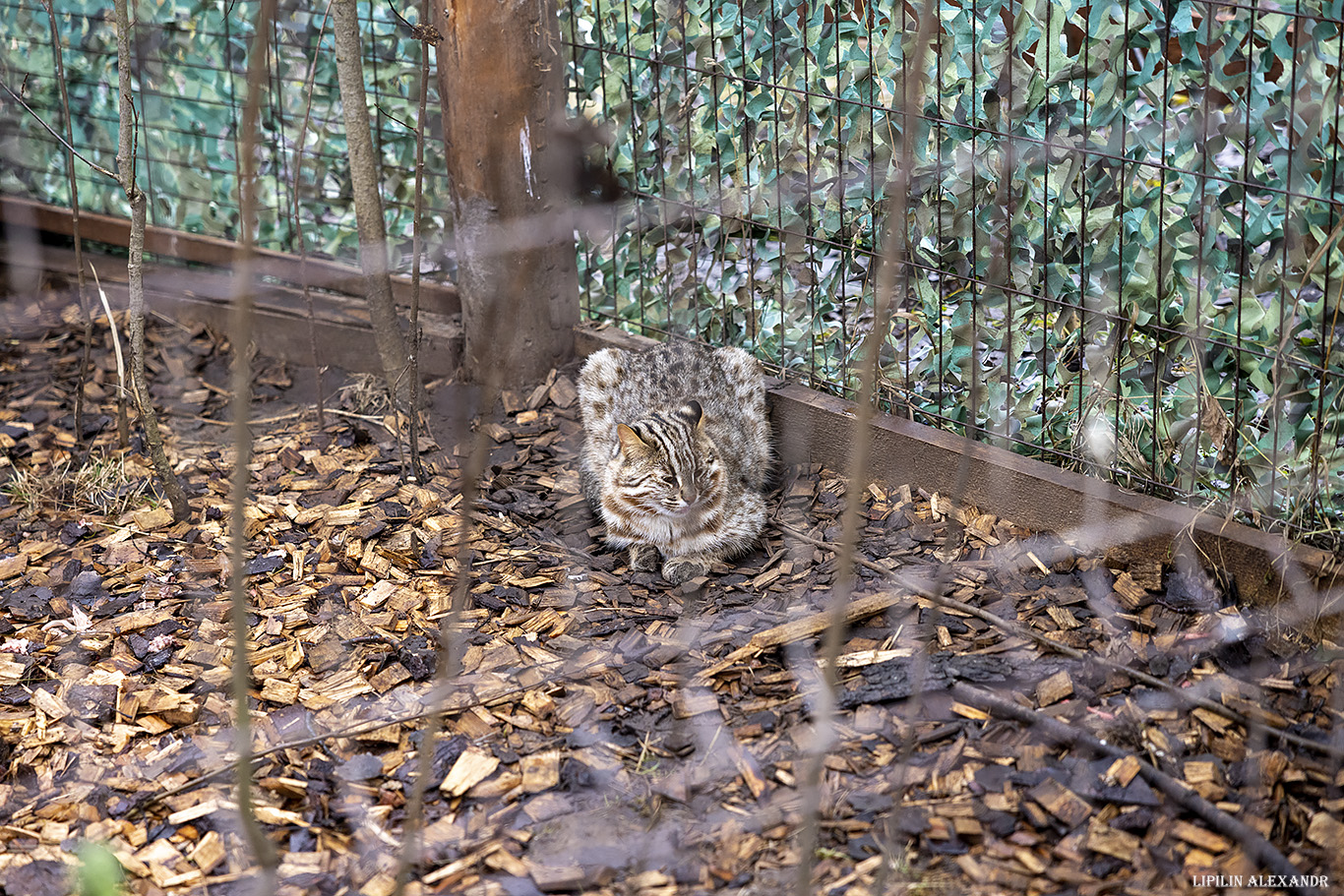 Парк львов Земля Прайда