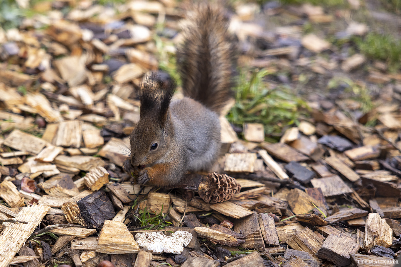 Парк львов Земля Прайда