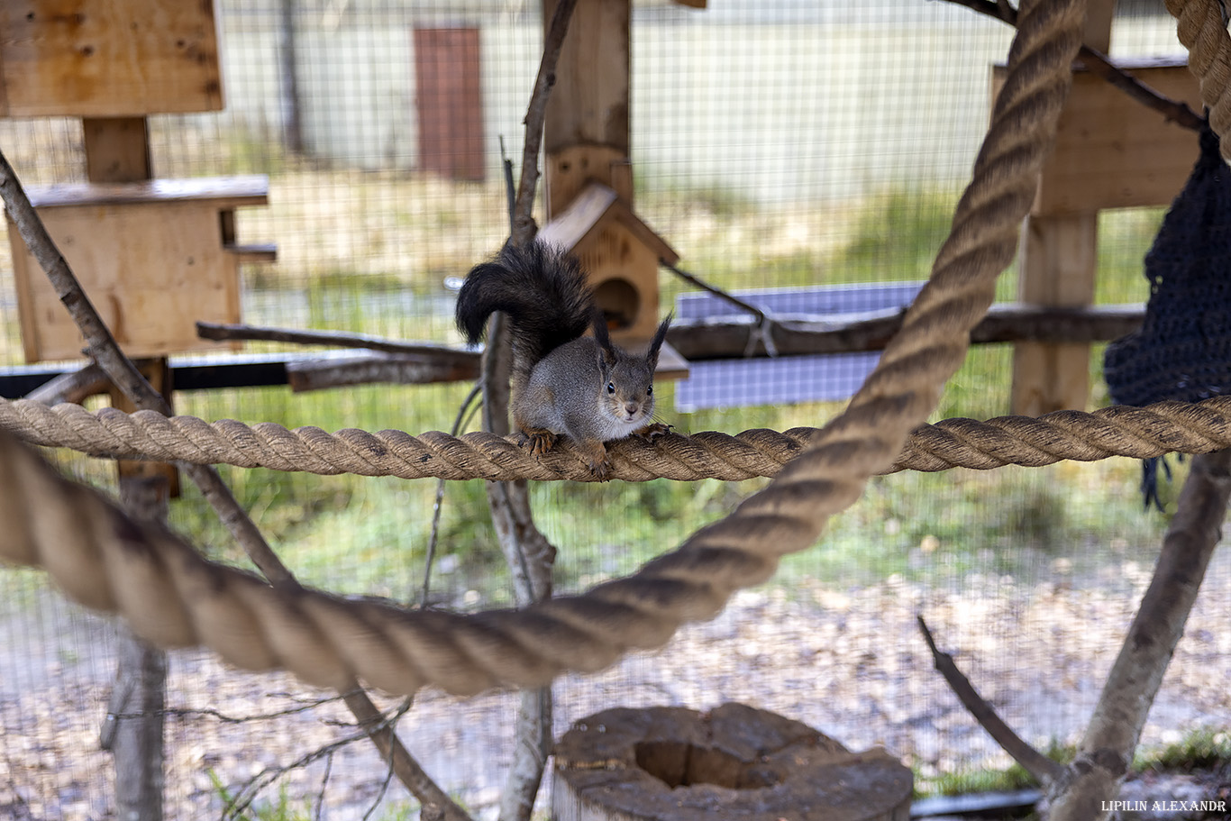 Парк львов Земля Прайда