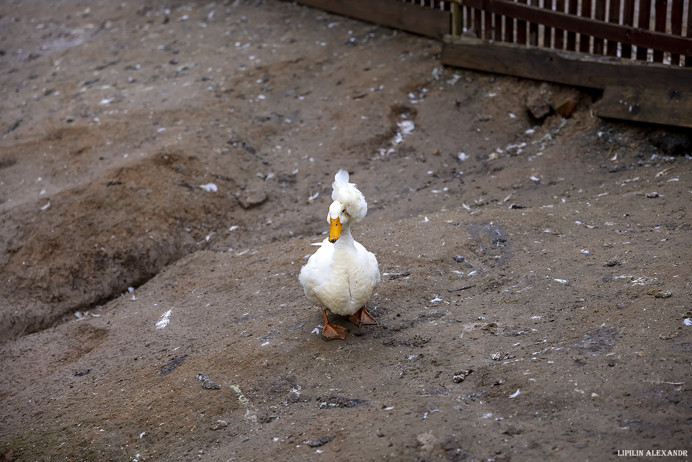 Парк львов Земля Прайда