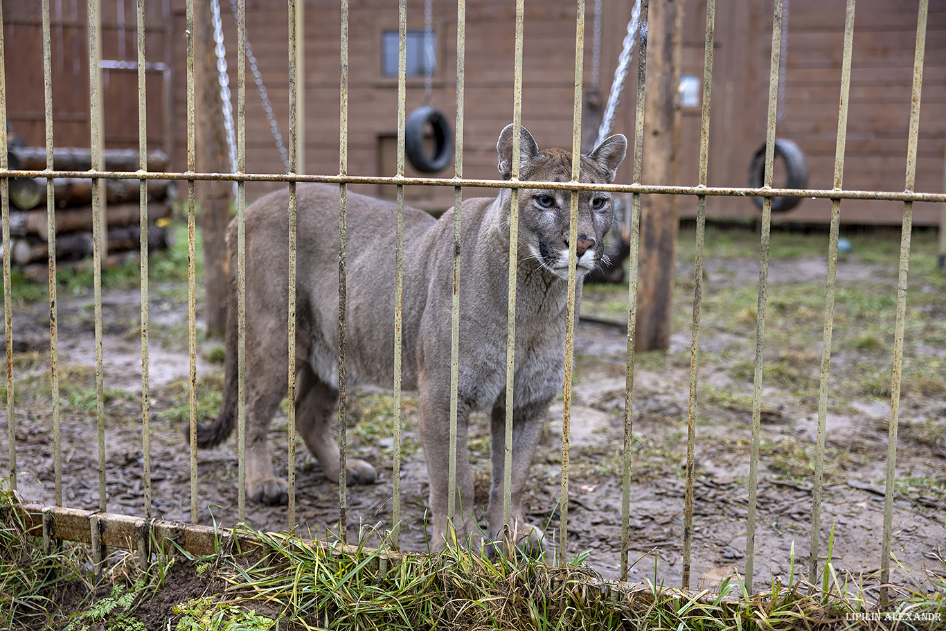 Парк львов Земля Прайда