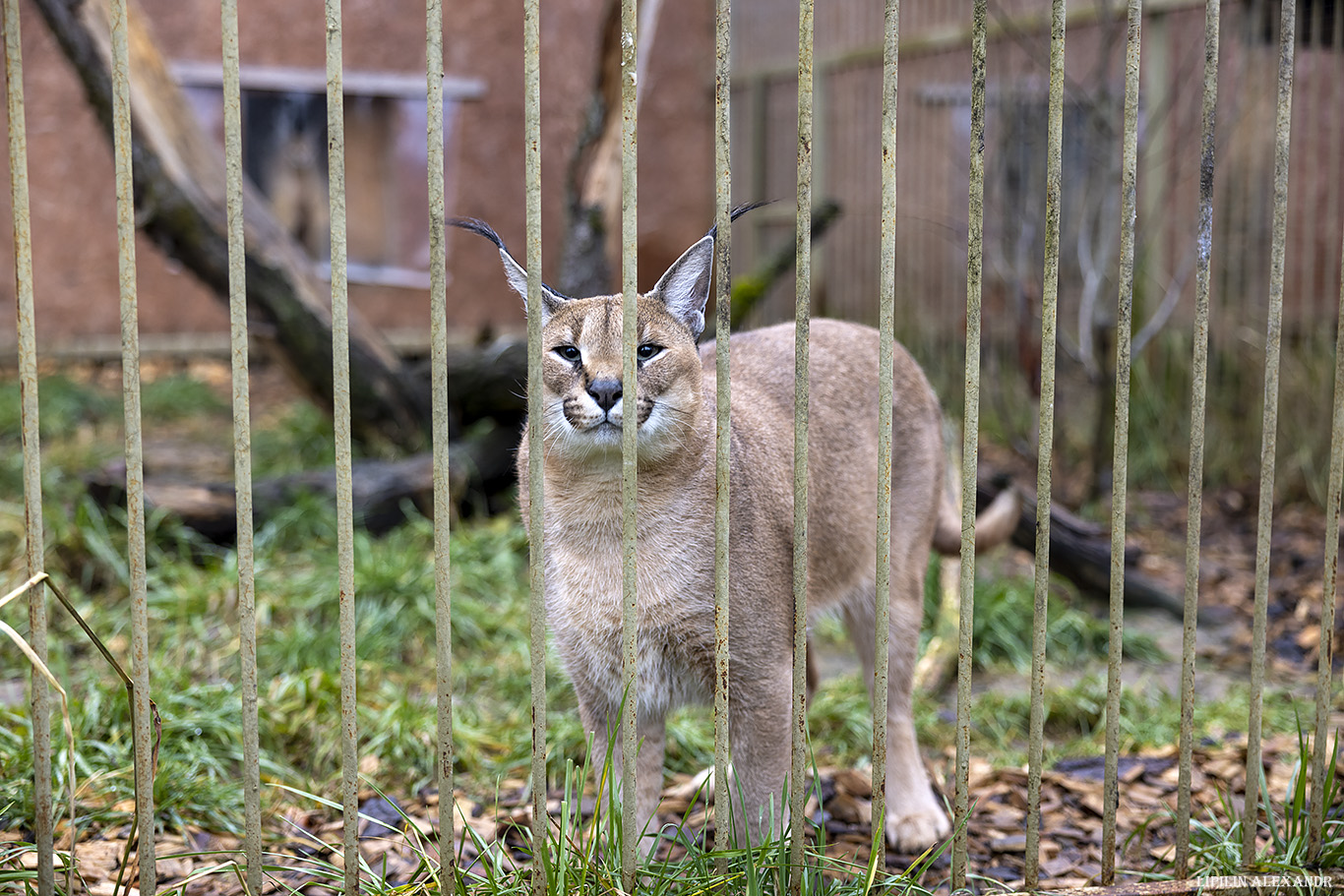 Парк львов Земля Прайда