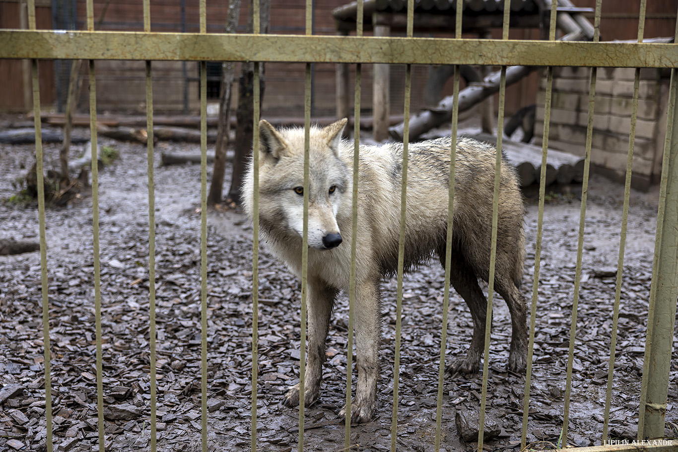Парк львов Земля Прайда