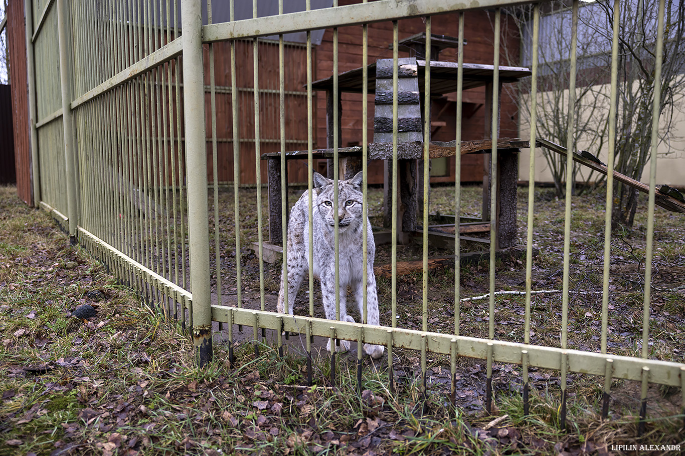 Парк львов Земля Прайда