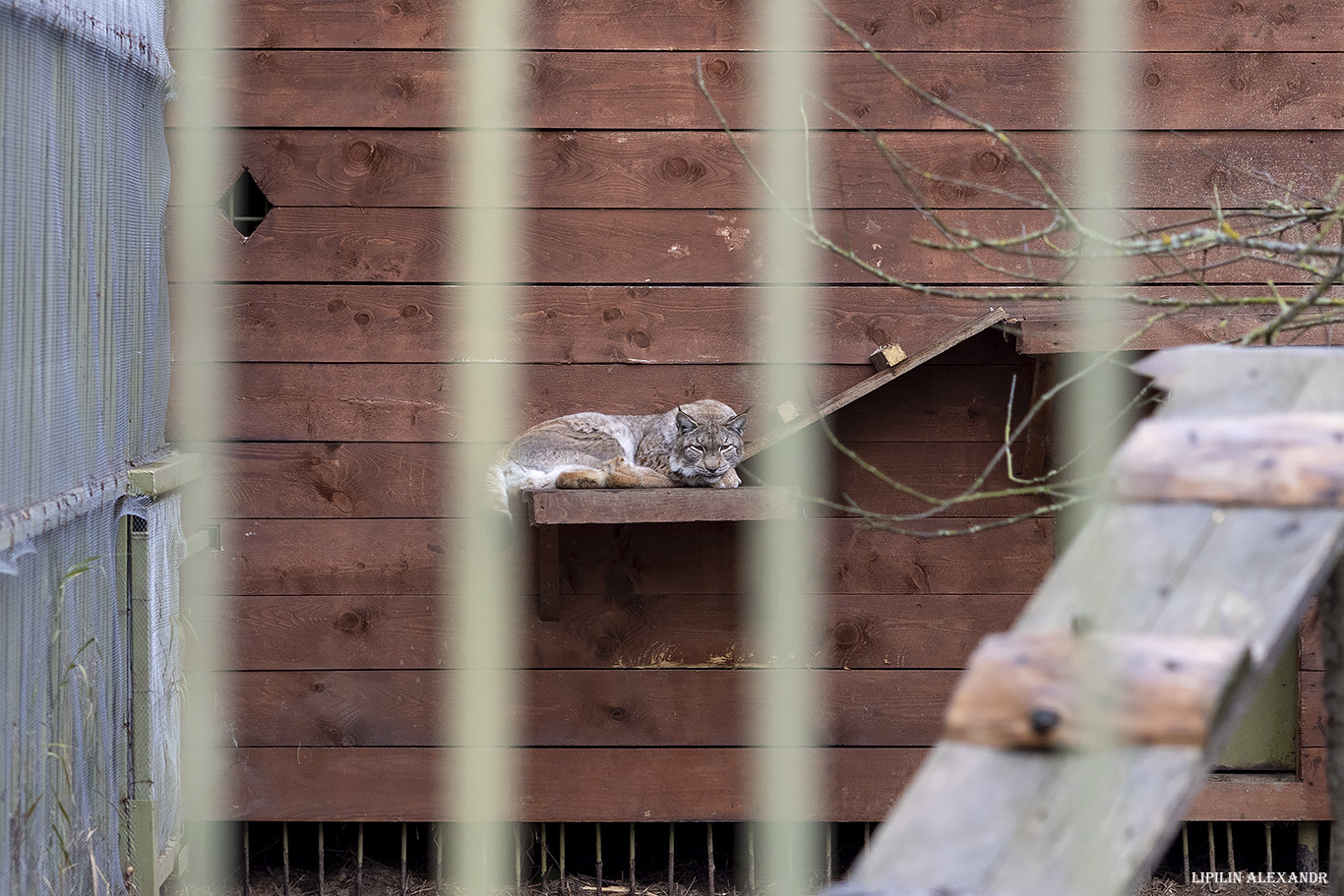 Парк львов Земля Прайда
