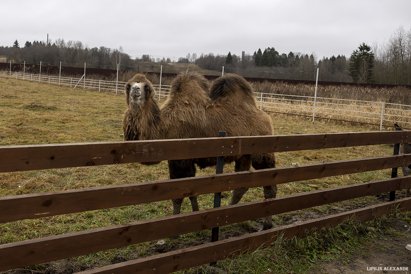 Парк львов Земля Прайда