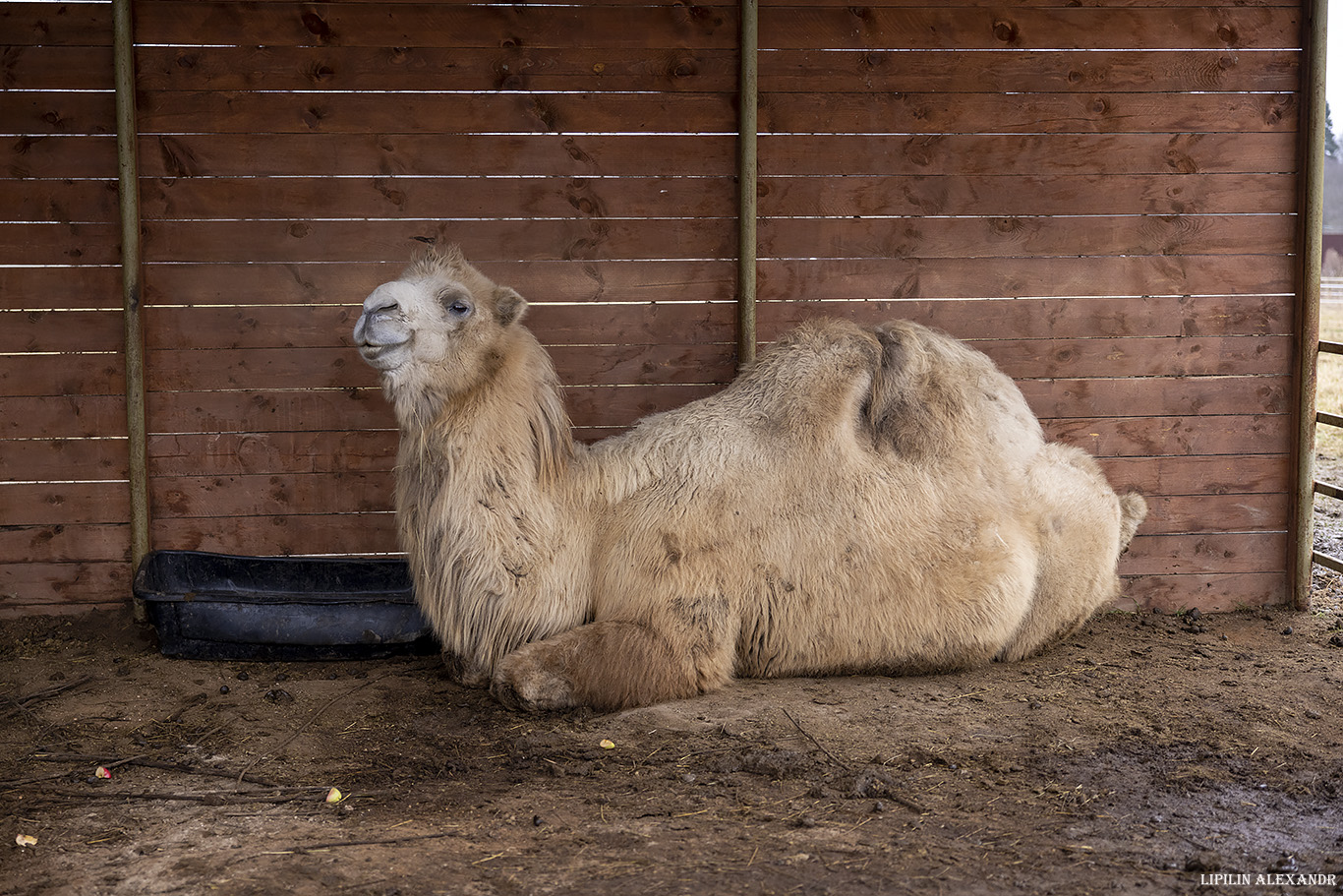 Парк львов Земля Прайда
