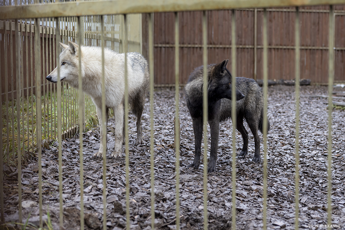 Парк львов Земля Прайда