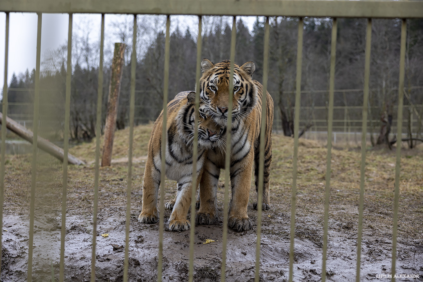 Парк львов Земля Прайда