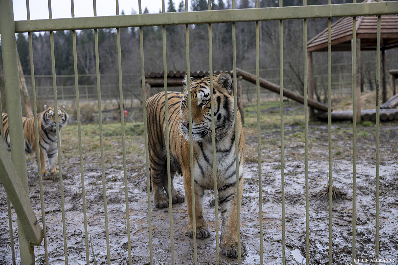 Парк львов Земля Прайда