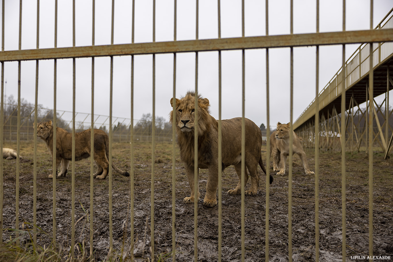 Парк львов Земля Прайда