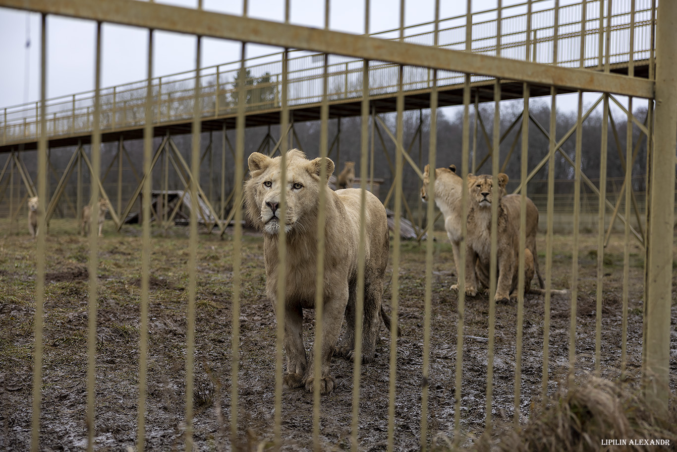 Парк львов Земля Прайда