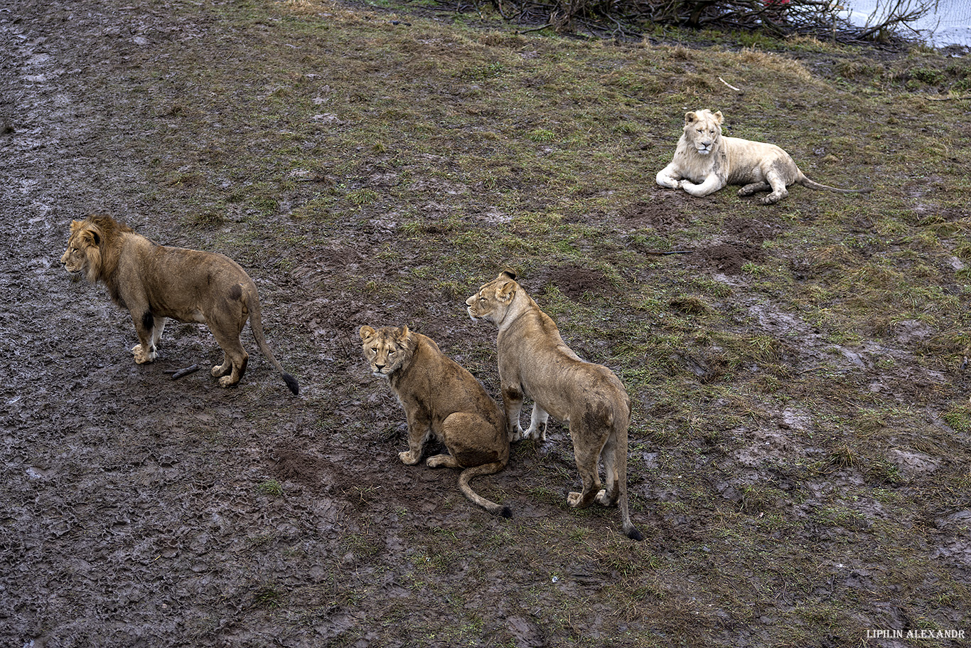 Парк львов Земля Прайда