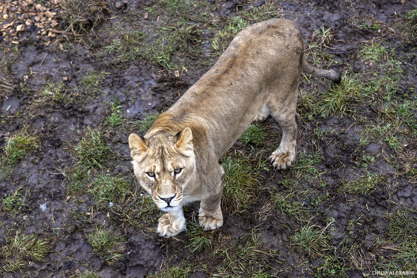 Парк львов Земля Прайда