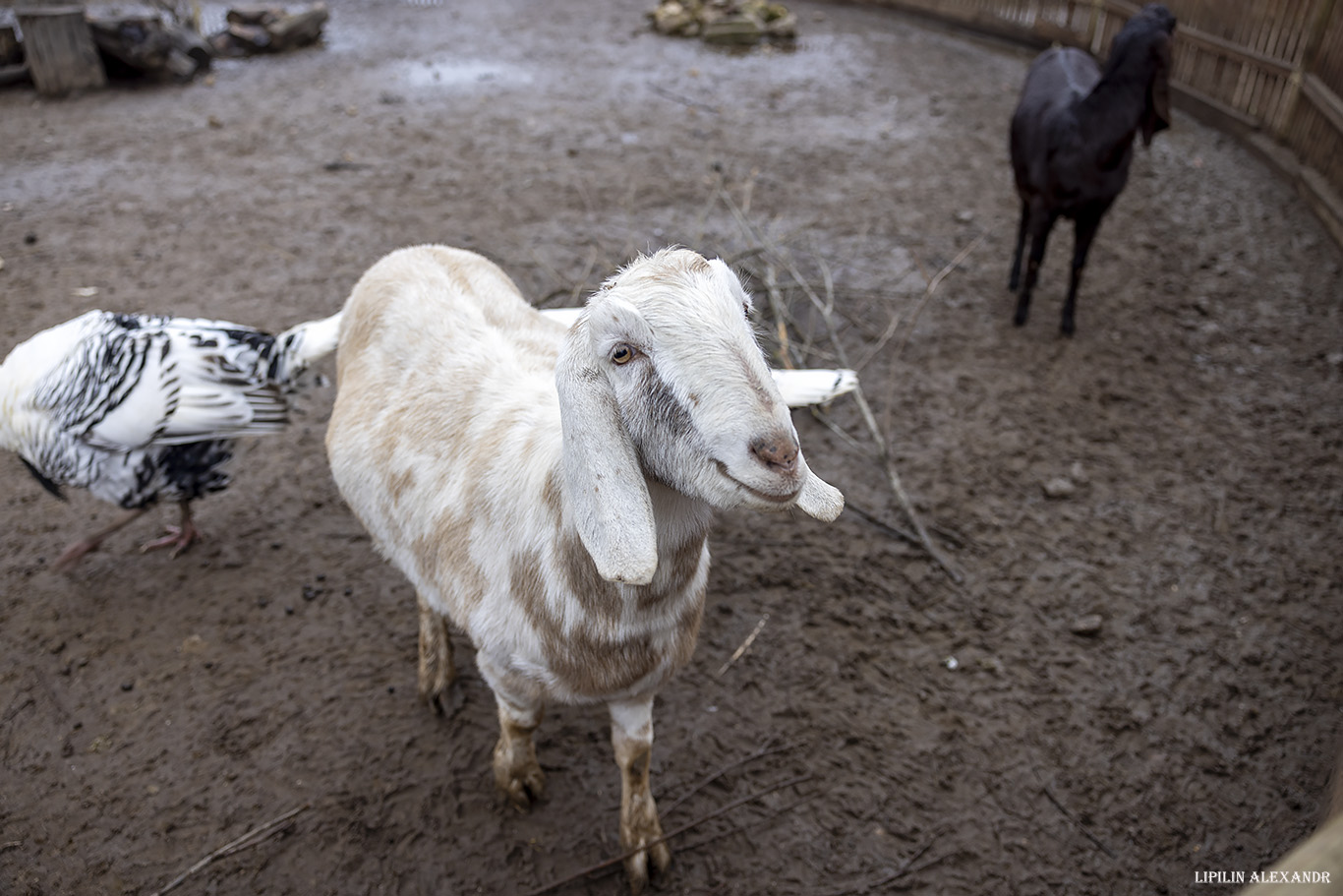 Парк львов Земля Прайда