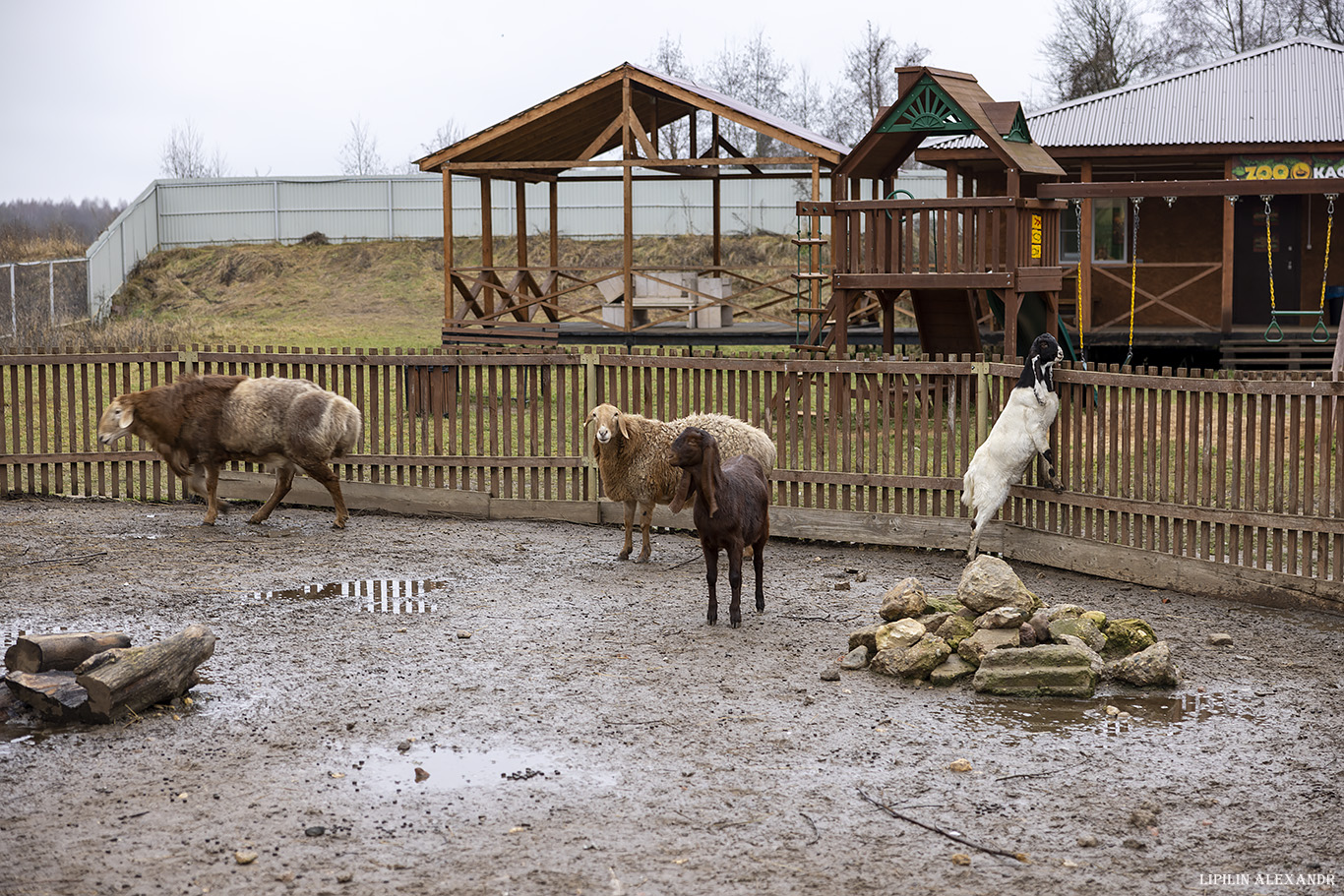 Парк львов Земля Прайда