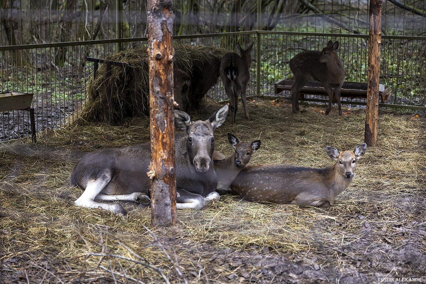 Парк львов Земля Прайда